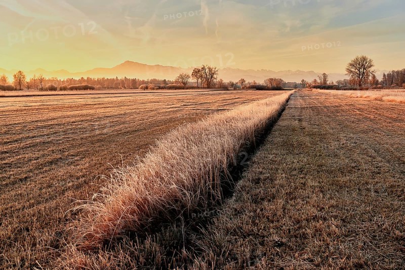 Reeds at sunrise behind Rigi