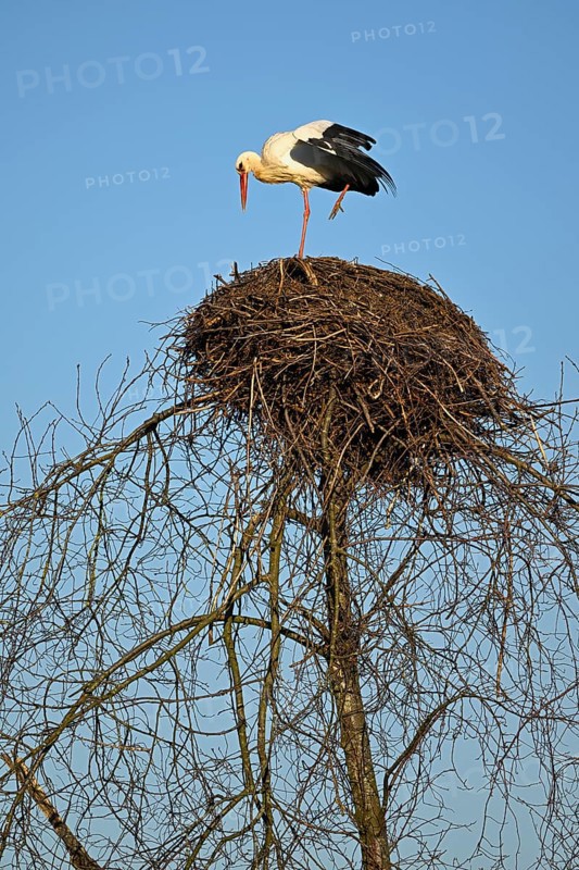 White stork