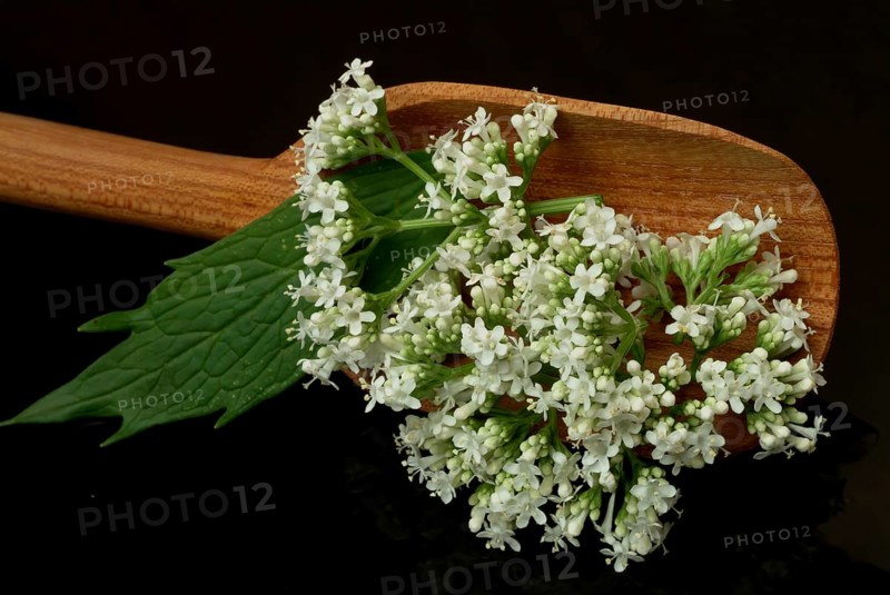 Valerian