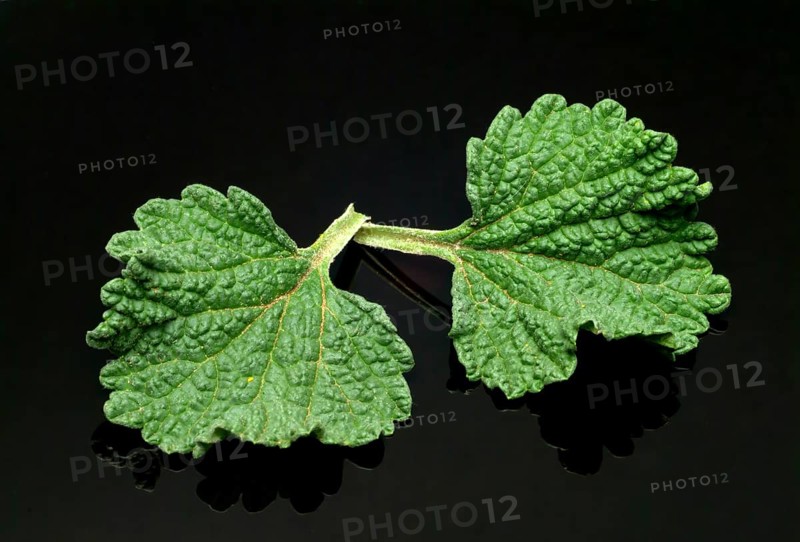 White horehound