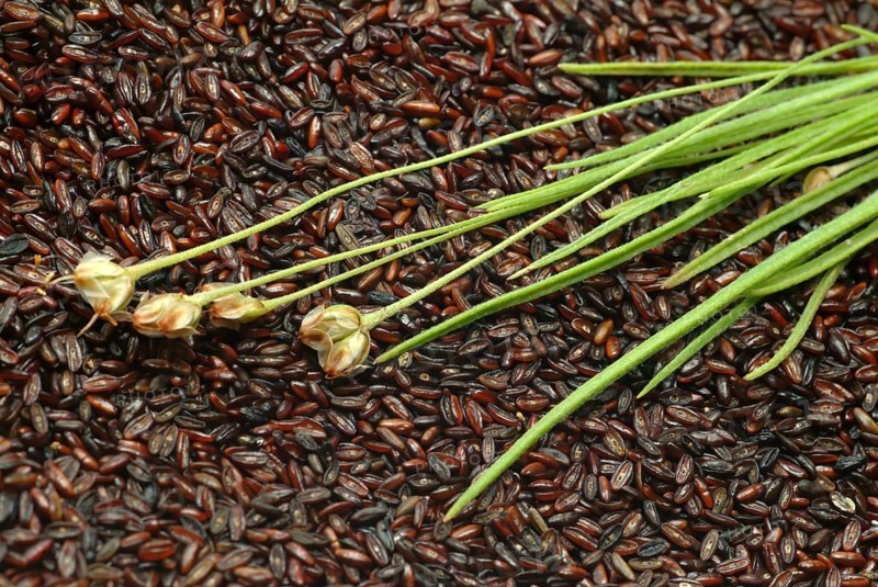 Plant species from the plantain genus