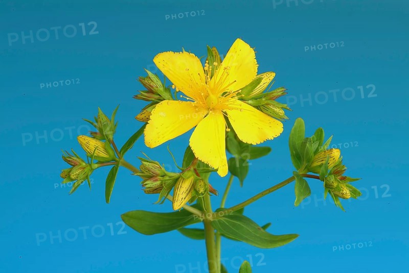 Medicinal plant St. John's wort