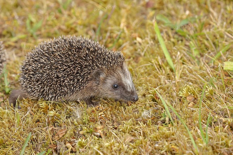European hedgehog