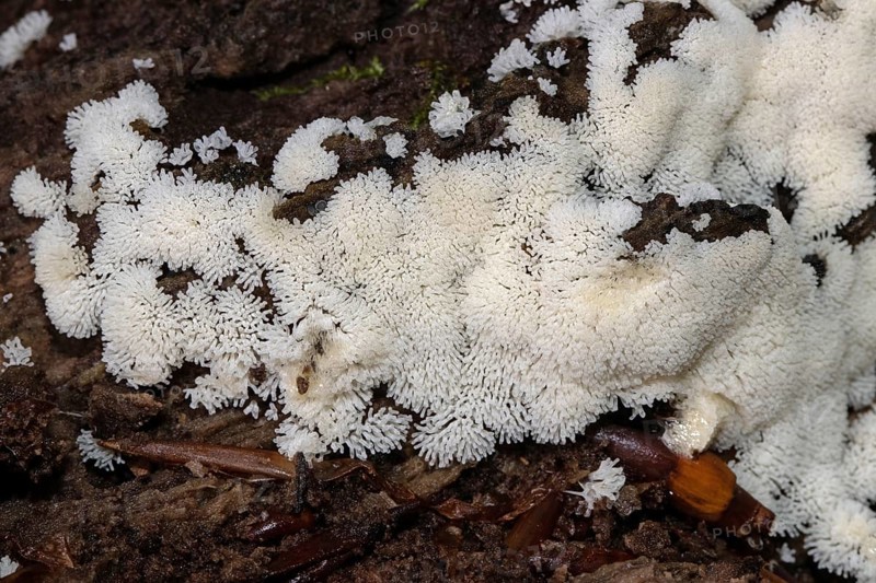 White-yellow net cushion many yellow-white fruiting bodies next to each other on tree trunk