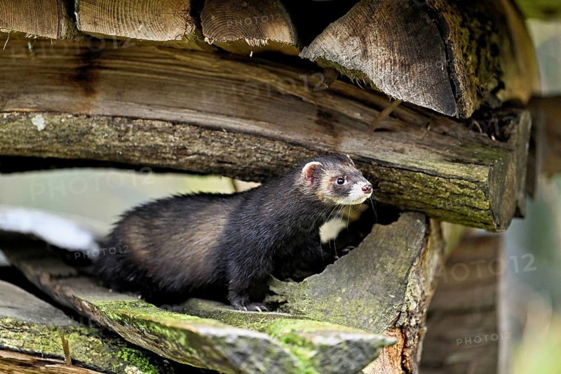 European polecat