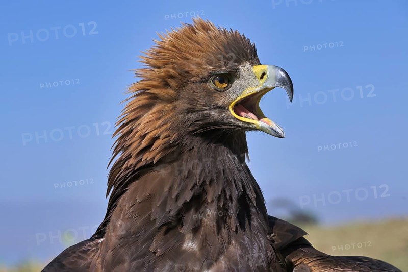 Portrait of a Golden Eagle