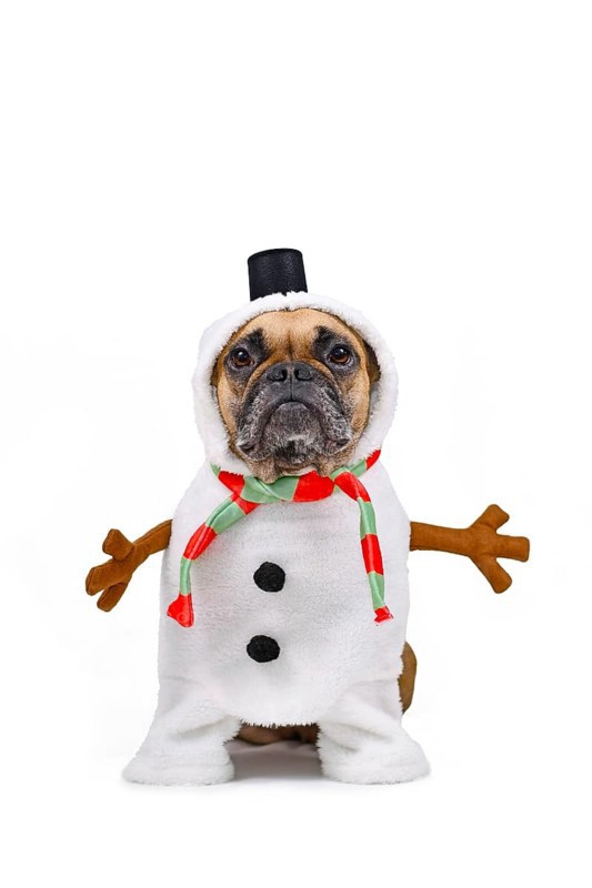 French Bulldog dog dressed up as funny snowman with full body suit costume with striped scarf
