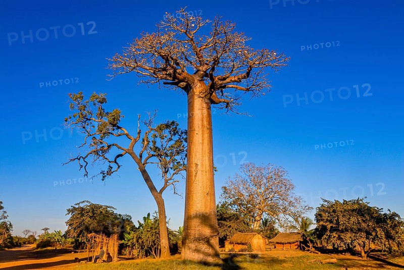 Avenue de Baobabs near Morondavia