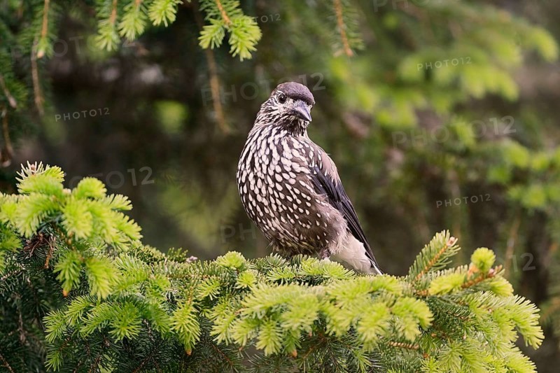 Spotted nutcracker