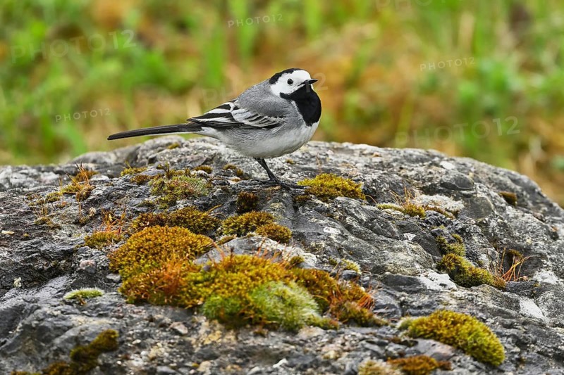 White wagtail