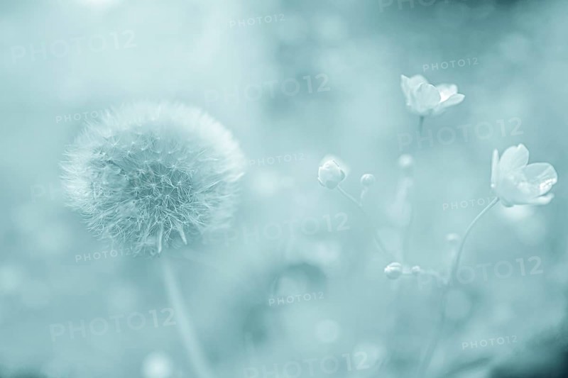 Flowering dandelion