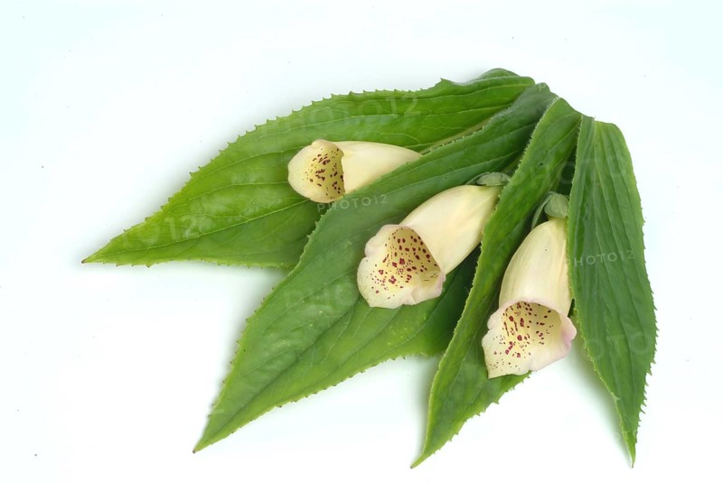 Big-flowered foxglove