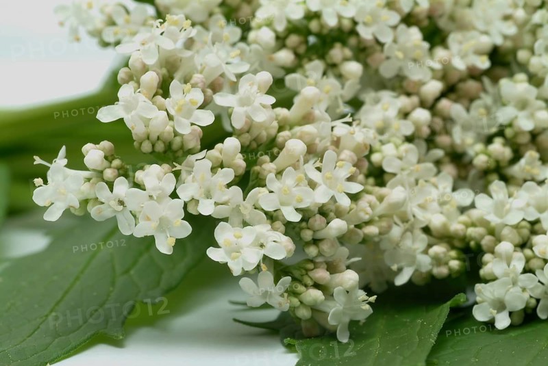 Valerian