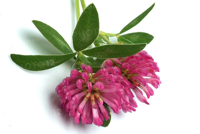 Meadow clover