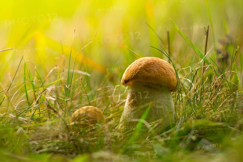Mushroom in grass