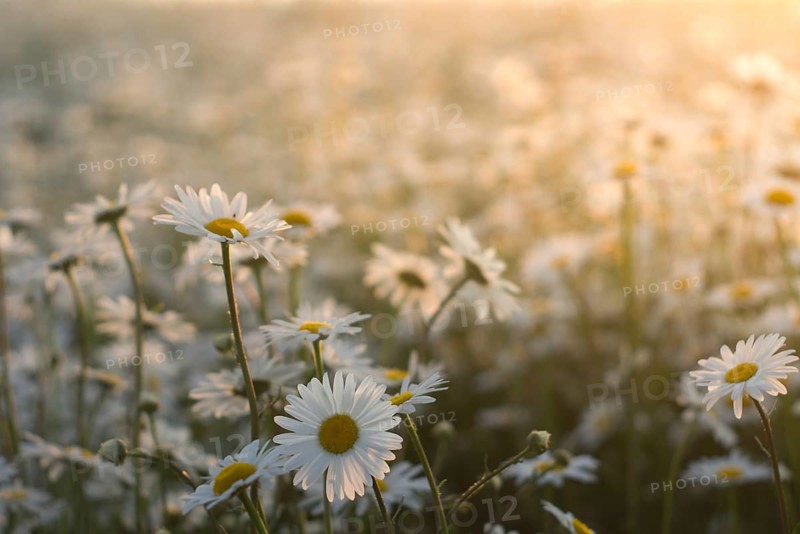 Marguerite daisies on meadow at sunset. Spring flower