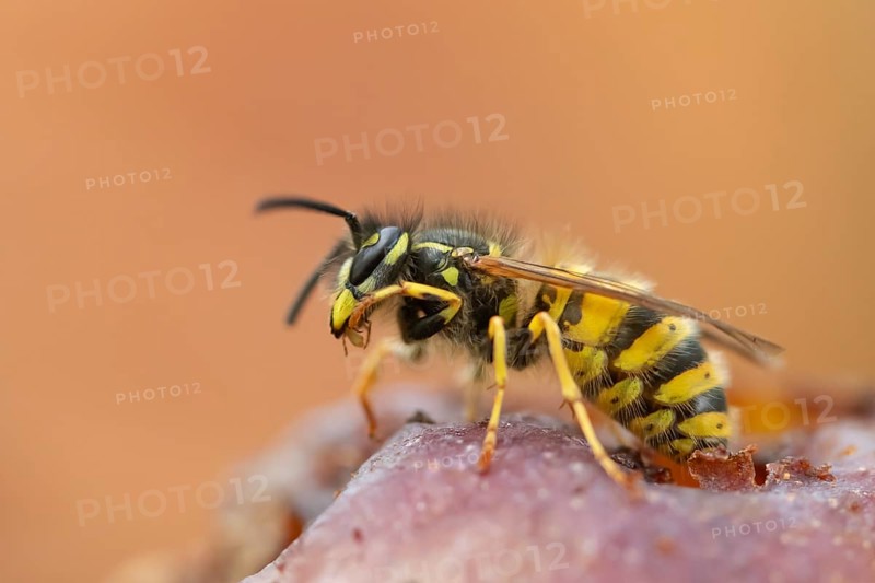 Common wasp