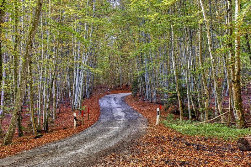Small road through beech forest in autumn