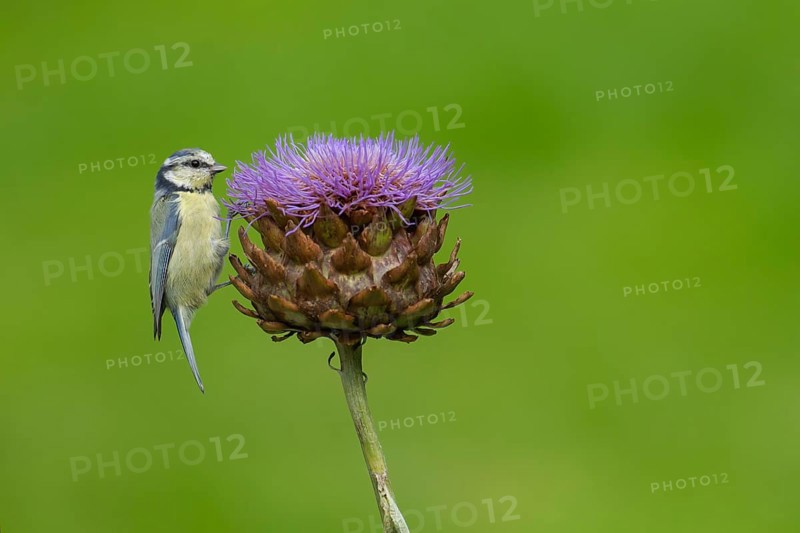 Blue tit