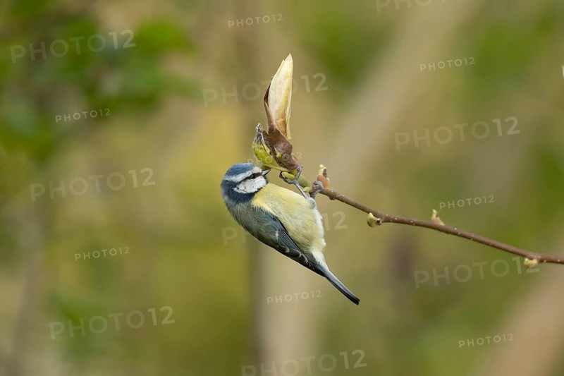 Blue tit