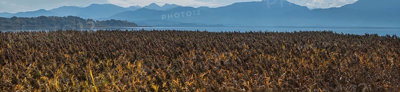 Strip of reeds
