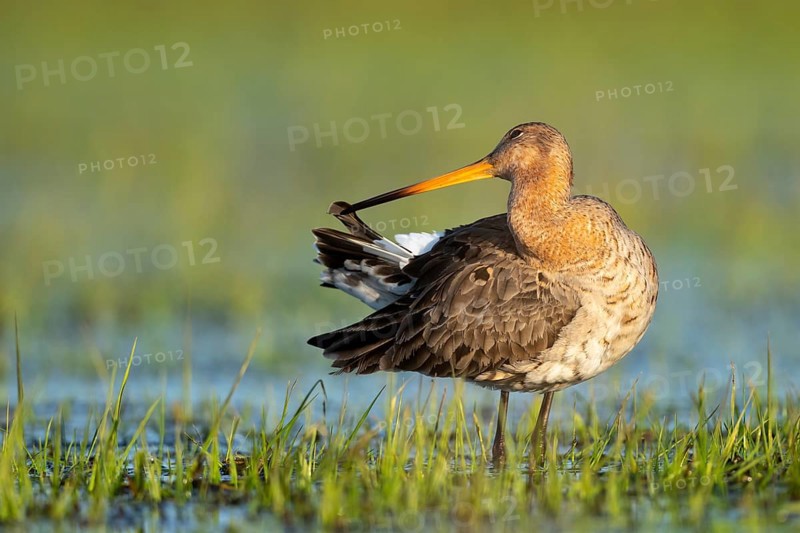 Black-tailed Godwit