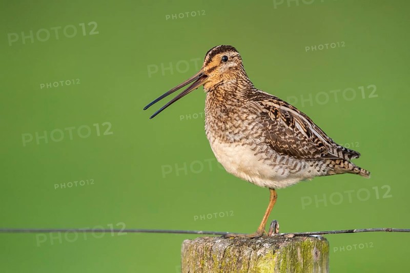 Common Snipe