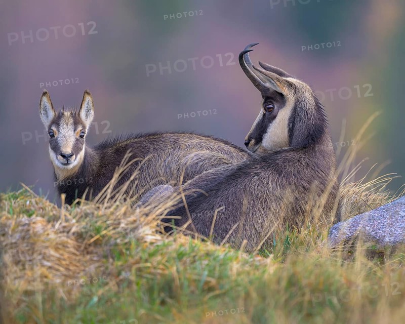 Chamois