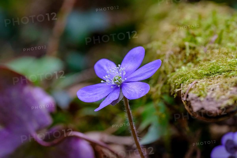 Liverwort
