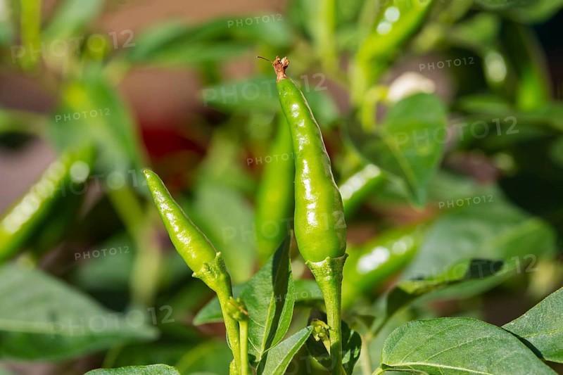 Small green chillies also known as Capsicum annuum