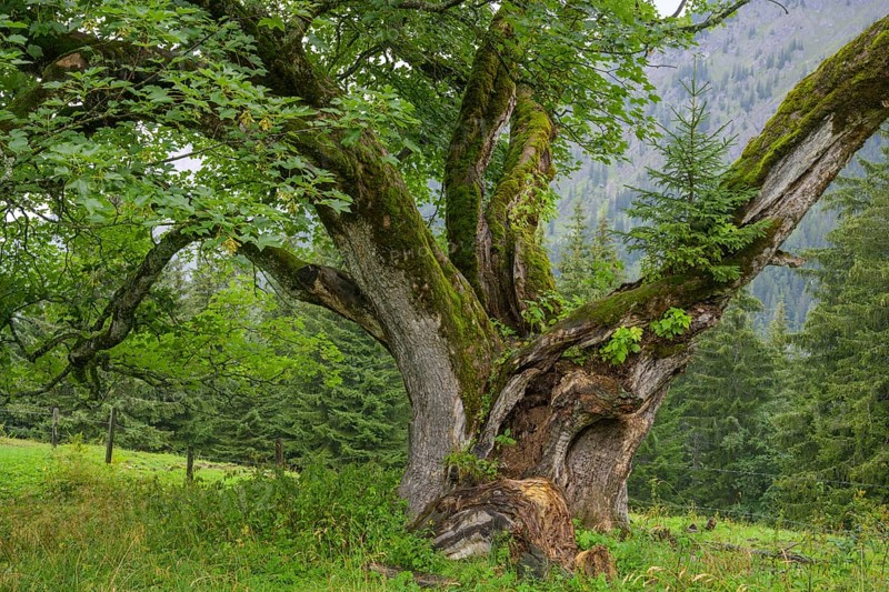 Old maple tree on which a spruce is growing