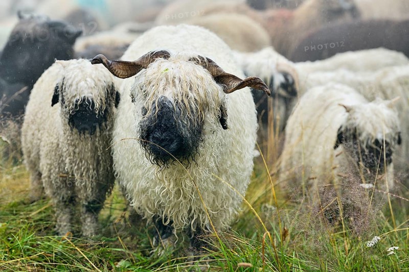 Valais black-nosed domestic sheep