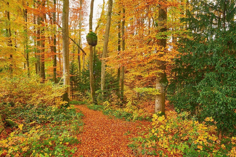 Discoloured beech forest