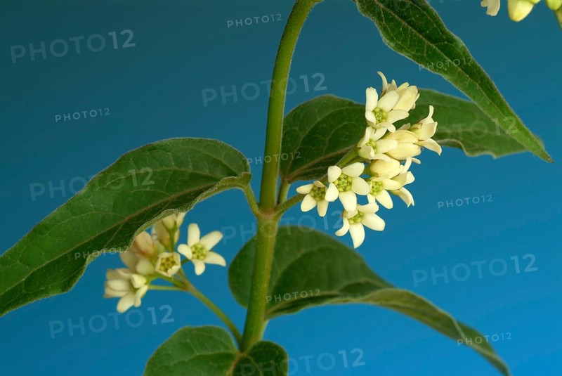 Medicinal plant white swallowwort