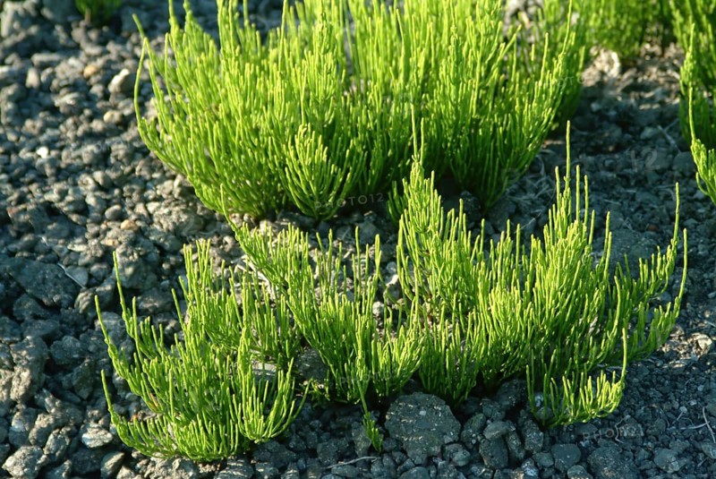 Field horsetail