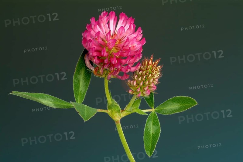 Meadow clover