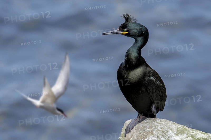 European shag