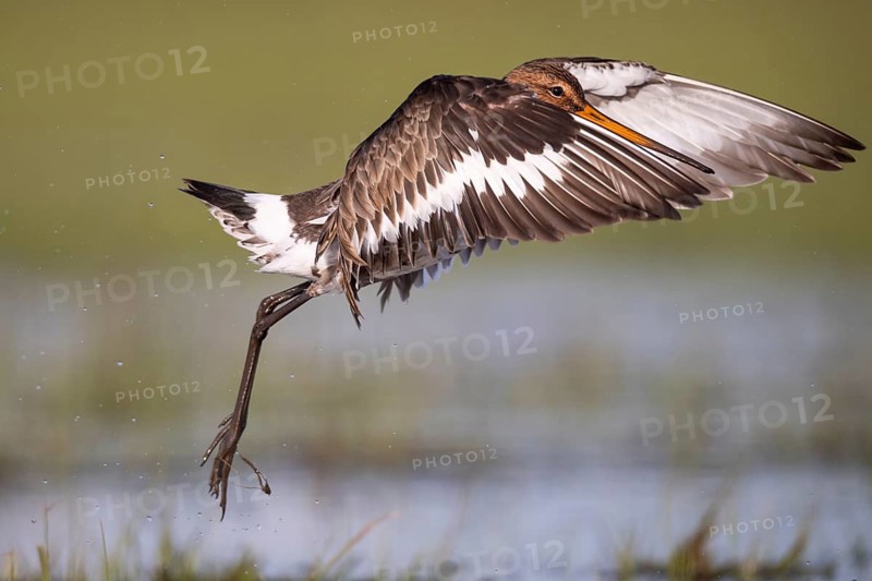 Black-tailed Godwit
