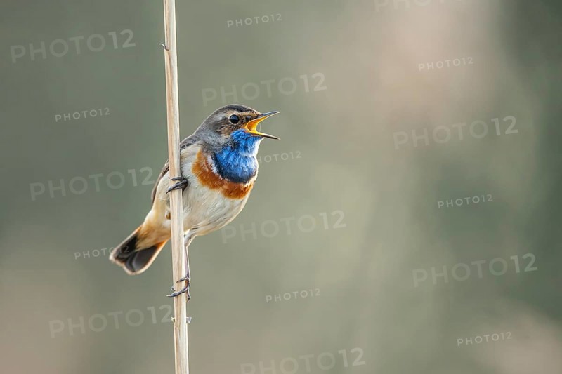 Mating bluethroat
