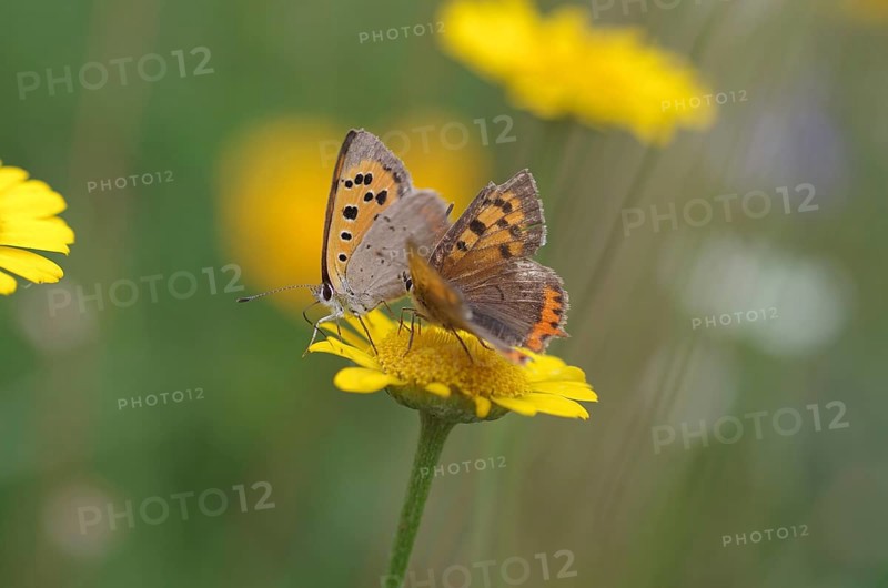 Small copper
