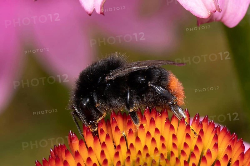 Stone bumblebee sitting on orange flower sucking left looking down