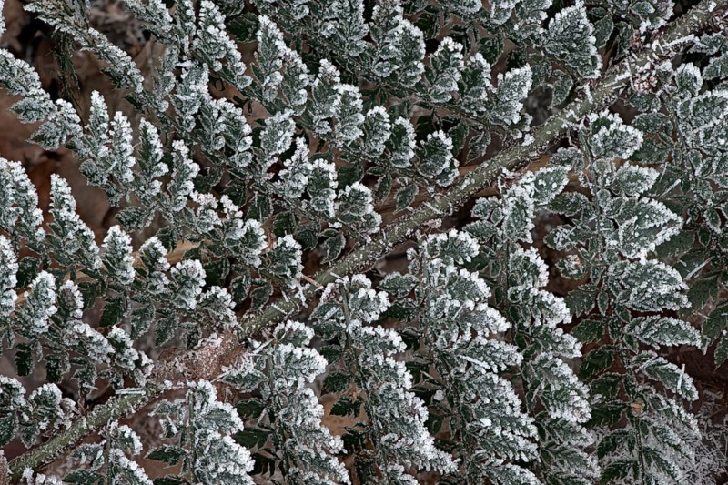 Shield fern