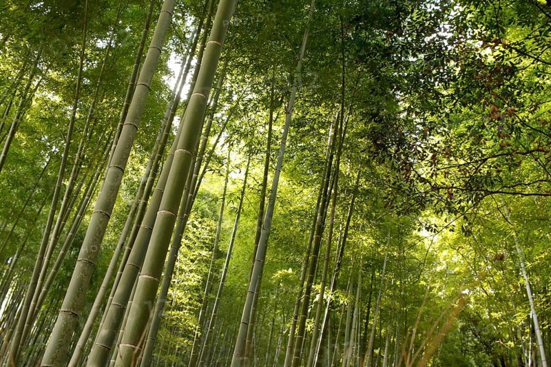 Bamboo trunks in the Arashiyama bamboo forest in Kyoto