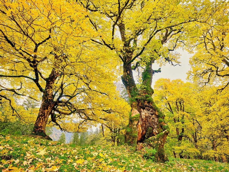 Forest of sycamore maple