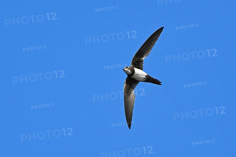 Alpine swift
