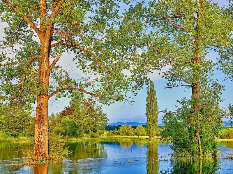 Poplars