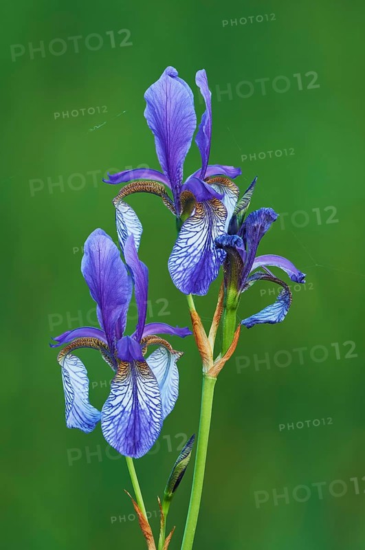 Siberian iris