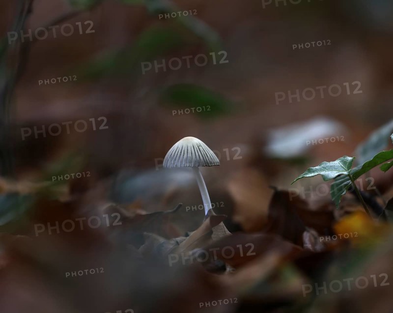 Small mushroom protruding from the carpet of leaves in a deciduous forest