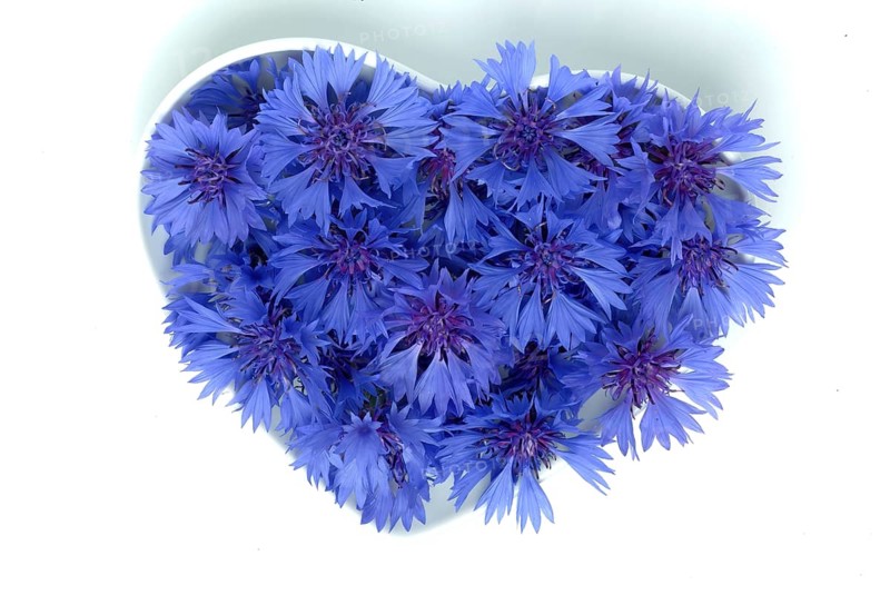 Cornflower