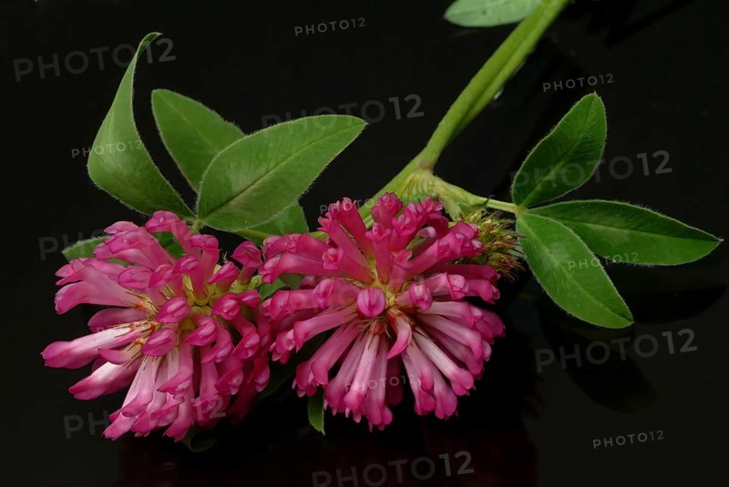 Meadow clover